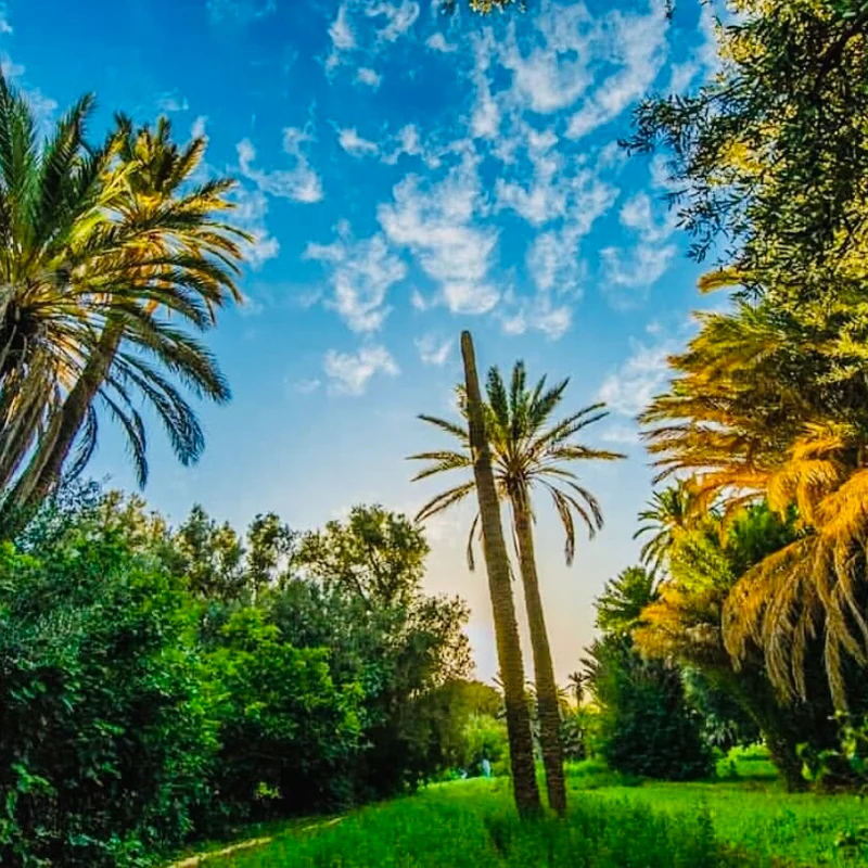 Palmiers et montagnes au Maroc